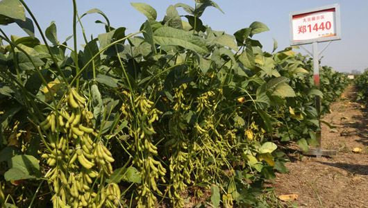 集科研繁育、生产销售、科技服务为一体